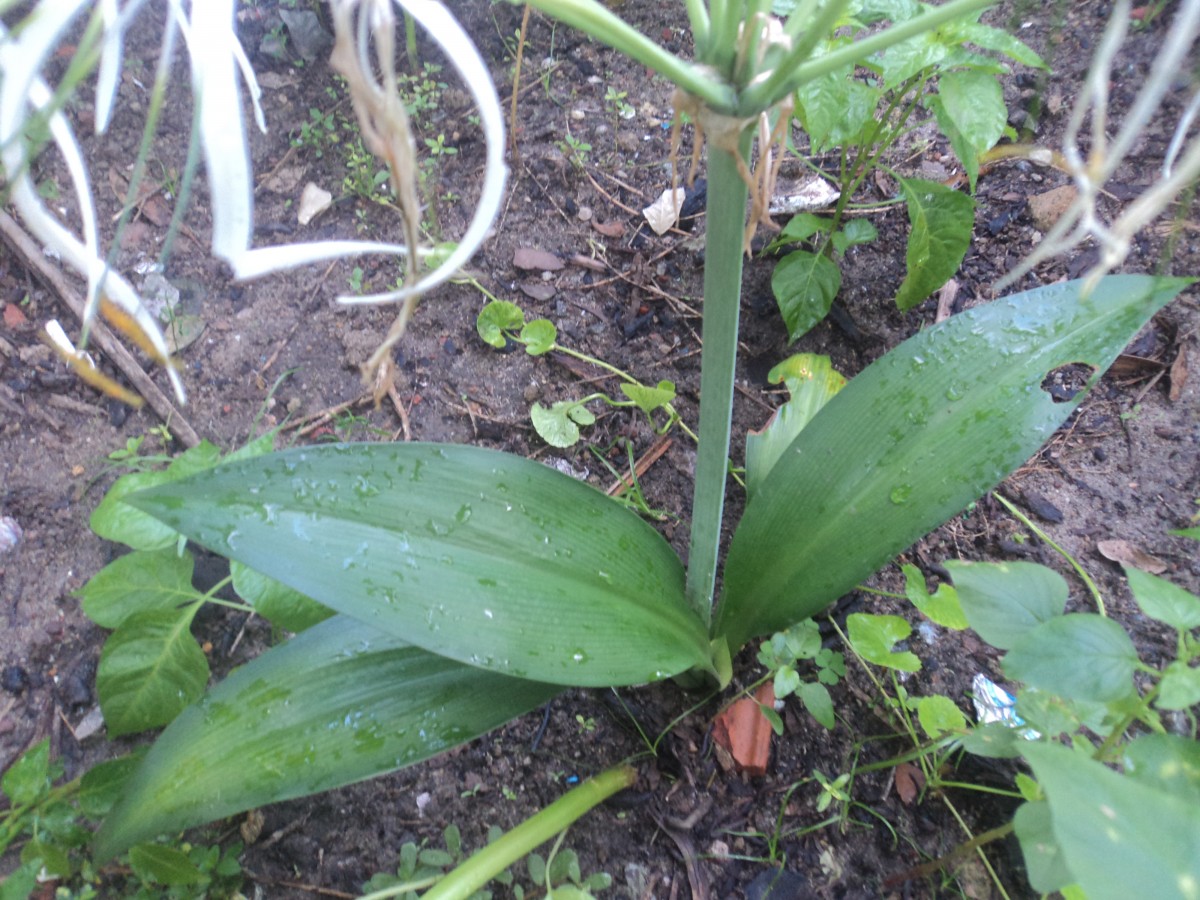 Hymenocallis caribaea (L.) Herb.